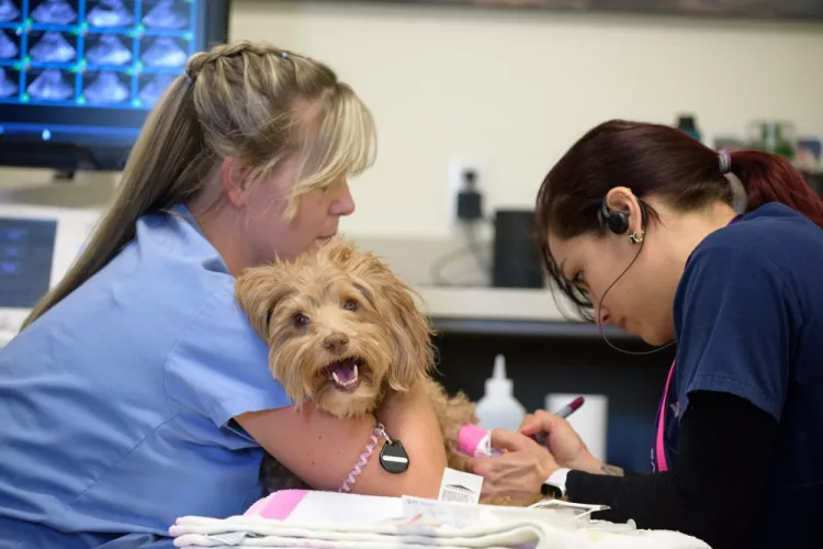 VCA California Veterinary Specialists - Murrieta, California, Murrieta